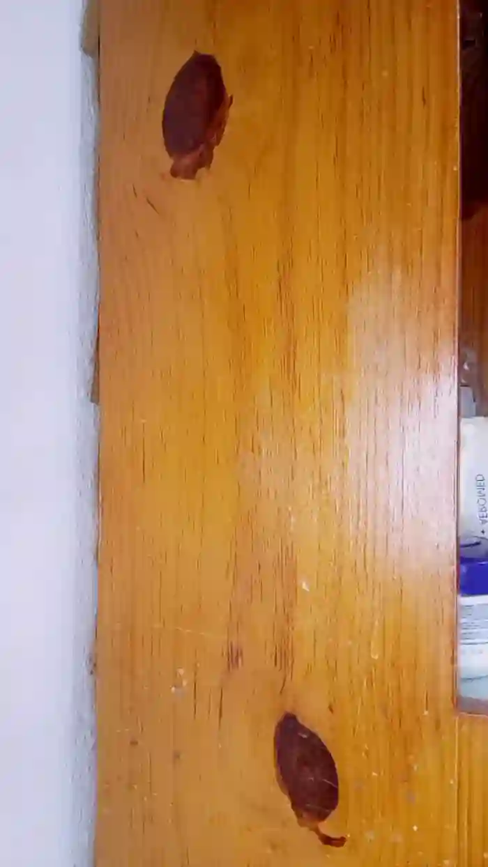 ZorritaMorocha