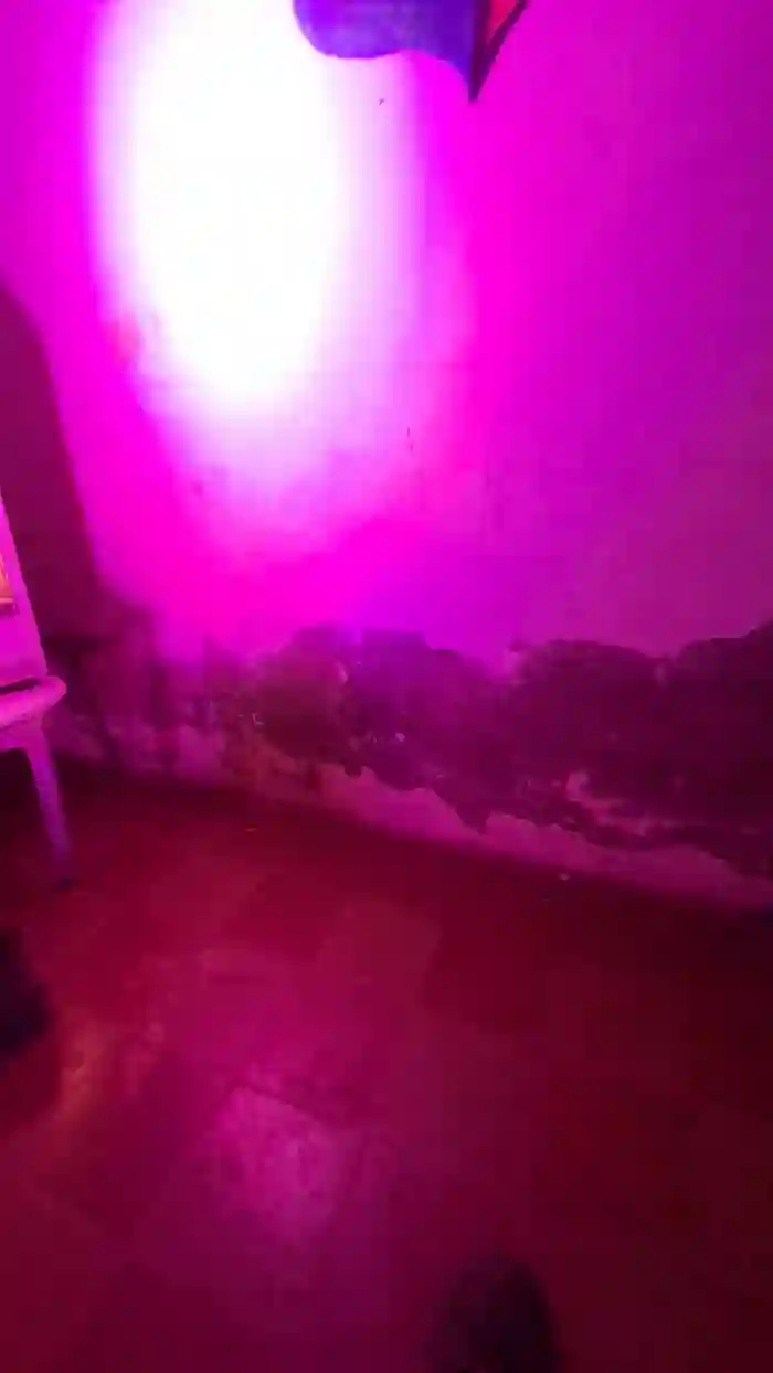 Babylexx_