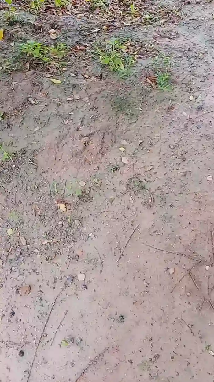 Scarlett_pee