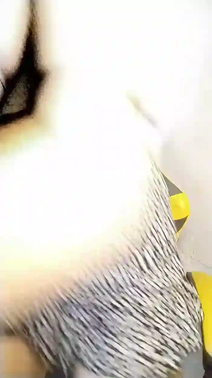Feliblue