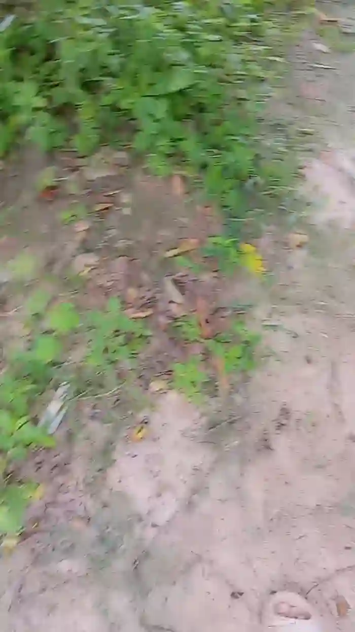 Scarlett_pee