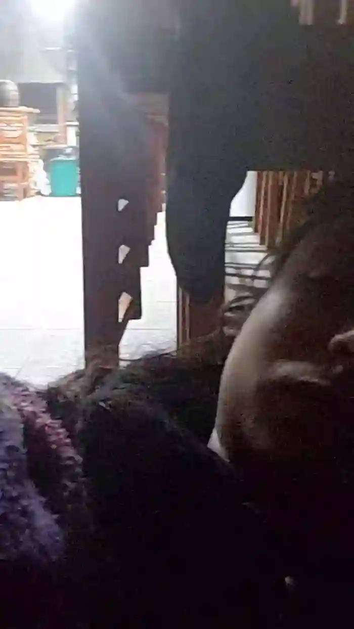 telapongoen41