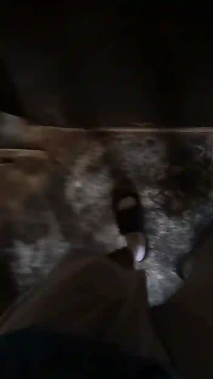 Max_hardPig