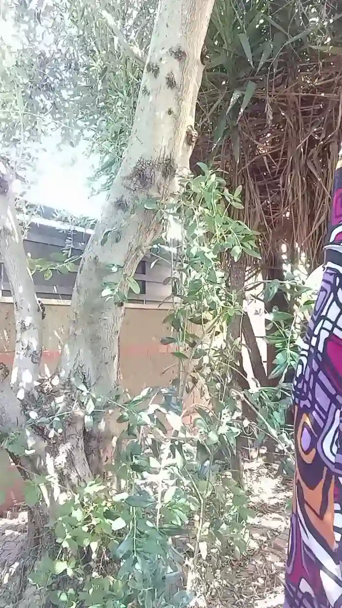 carolinda1