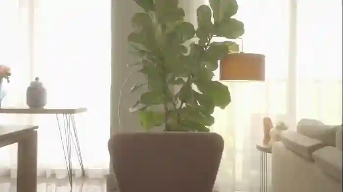emma_lu1