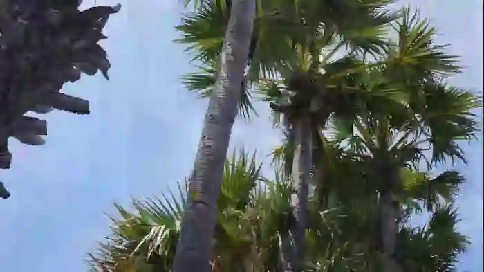 jessynelson_official