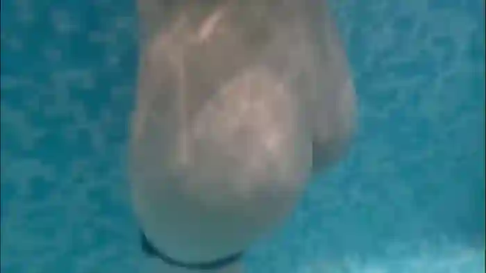butteflai