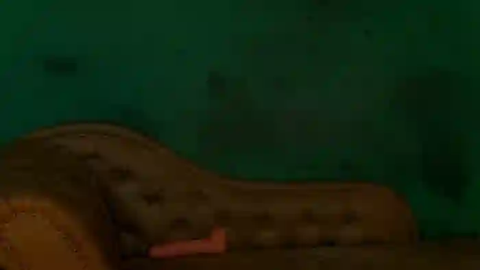 AnjelinaPoem