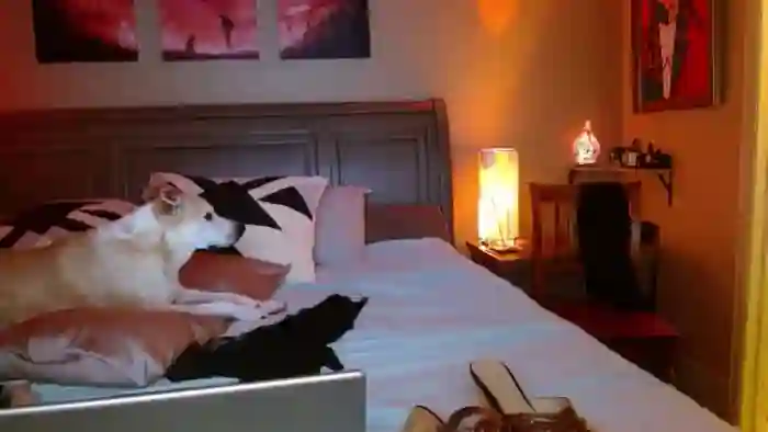 Cougar_Vibes