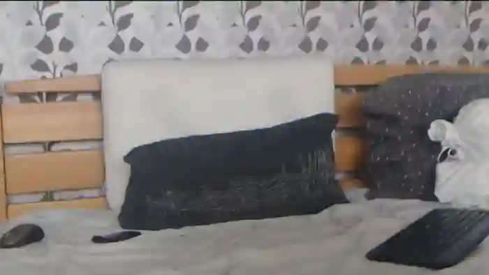 Kelywild