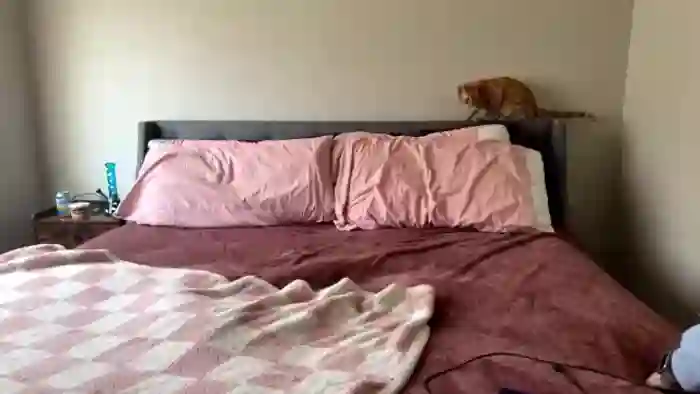 MollyMeowz