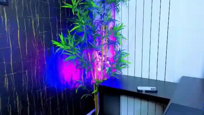 Alysereuse