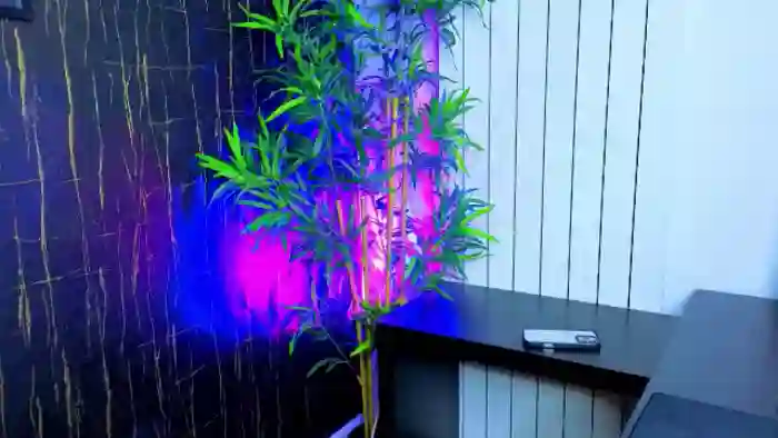 Alysereuse