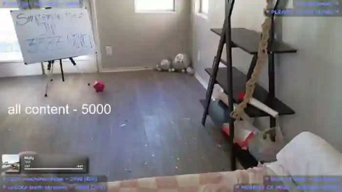 MollyMeowz