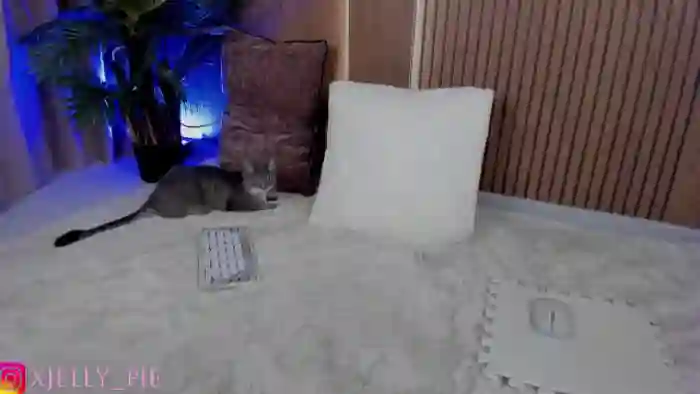 JellyPie20