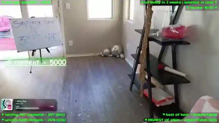 MollyMeowz