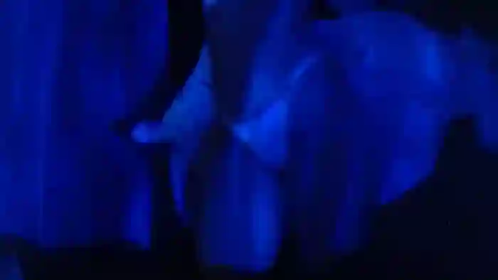 SassyKate