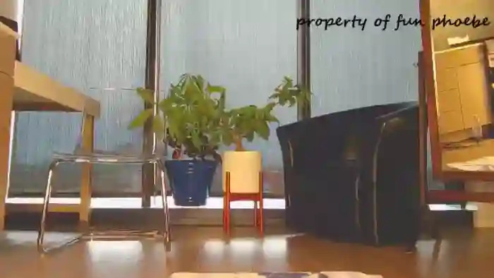 Fun_Phoebe