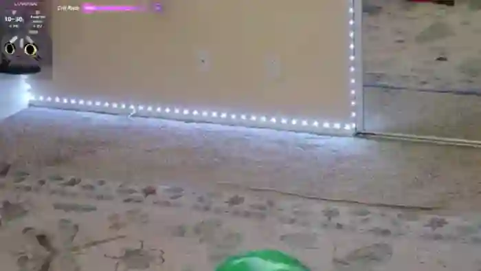 Shellybeans