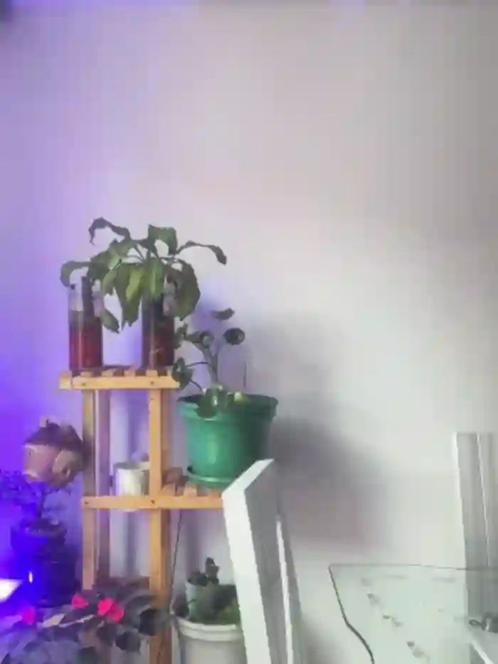 star_anastasia
